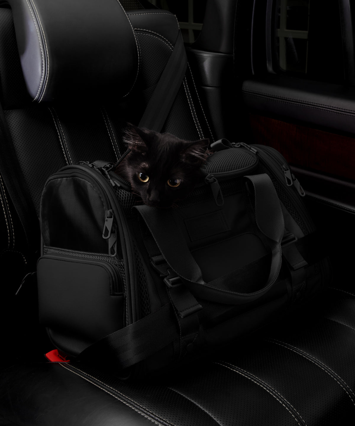 Dagne Dover small Kyoto Pet Carrier in black displaying the two side release buckle clips to secure pet carrier to seat belt; a cat is inside the carrier. Caption: Ouija is a 7.8-lb American Longhair